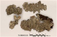 藏品(大裸緣梅衣)的圖片